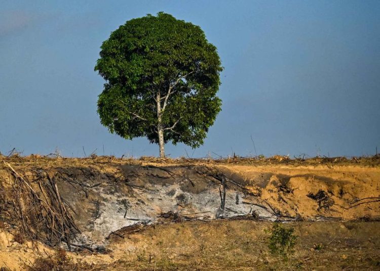 Dampak Deforestasi terhadap Tutupan Hutan Aceh yang Kritis Sejak 2007