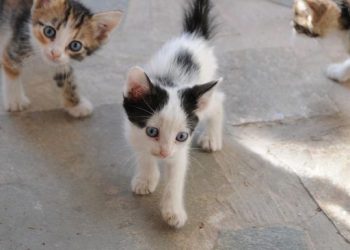 Mengapa Tekstur Kasar Makanan Basah Lebih Sehat untuk Kucing?
