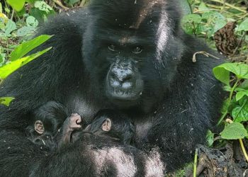 Kelahiran Bayi Kembar Gorila Langka Diterima Kongo dengan Sukacita