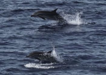 Habitat Paus dan Lumba-lumba di Sumatra Selain Kawasan Perlindungan