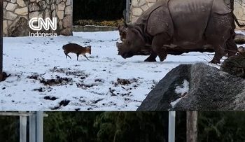 Kecil-kecil Cabe Rawit, Rusa Kecil Tantang Badak Bercula Satu