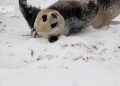 Kekonyolan Panda Saat Bermain Salju di China