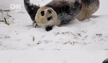 Kekonyolan Panda Saat Bermain Salju di China