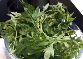 6 Manfaat Rebusan Daun Kenikir bagi Kesehatan yang Jarang Diketahui