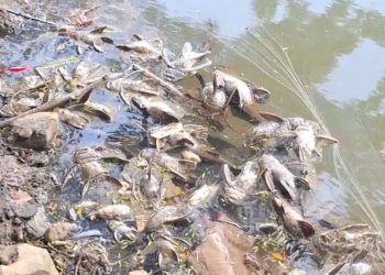 Cemaran Kimia di Cisadane Sebabkan Efek Kesehatan Kronis menurut BRIN