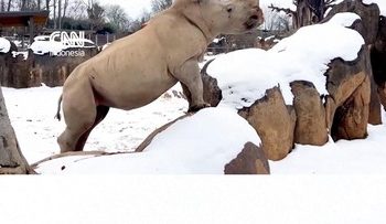 Badak Putih yang Menggemaskan Bermain Salju di Amerika Serikat